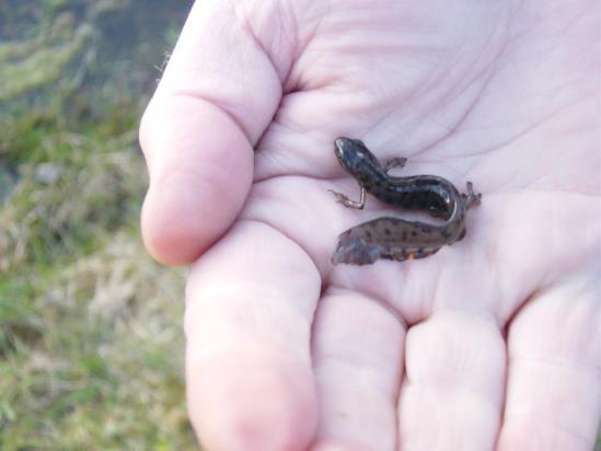 Större vattensalamander, Triturus cristatus: Förekommer främst i öppna kulturpräglade landskap men även i rena skogslandskap.