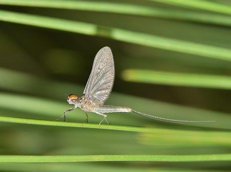 Ephemeridae, sanddagsländor Mycket