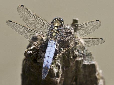 Trollsländor (Odonata) Av 12 arter funna totalt, så fanns 9 i