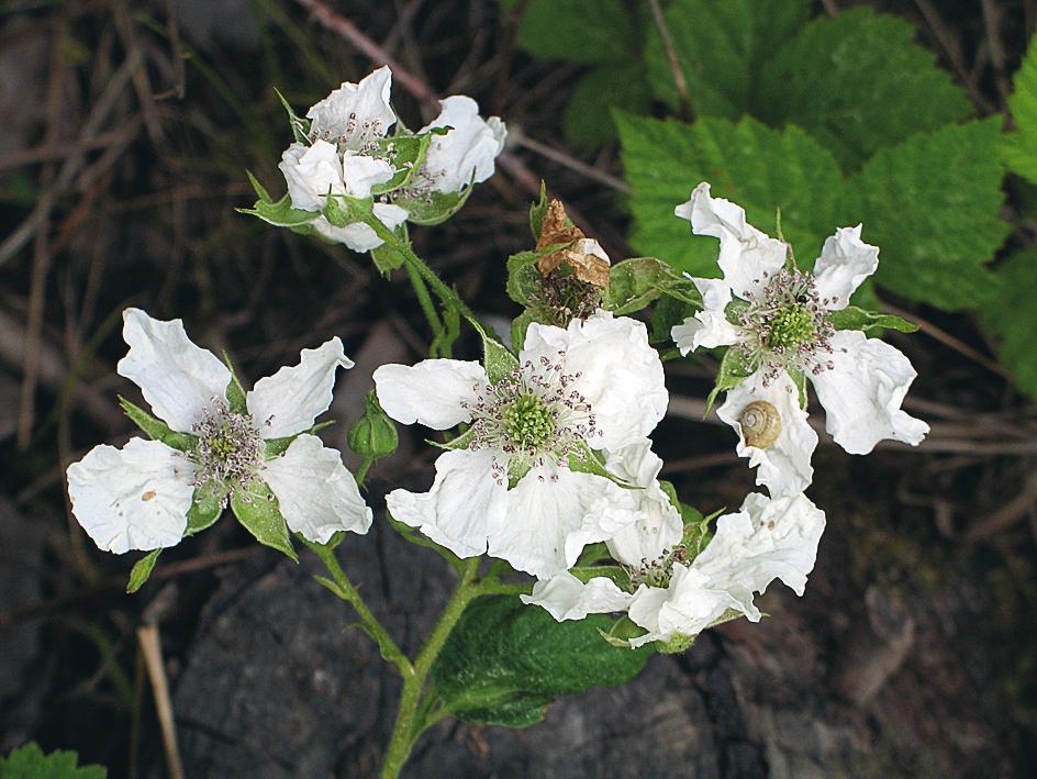 Han bekräftade genast att de var identiska med Hylanders Rubus allanderi och vi kom överens om att han skulle ordna den formella publiceringen (Weber 2009) och att jag sedan skulle skriva den här mer