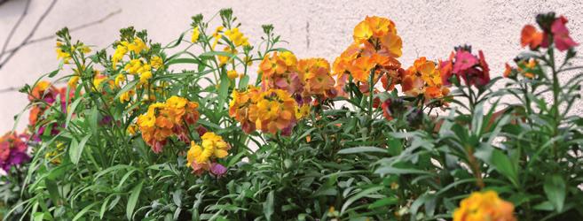 Gyllenlack Erysimum cheirii Finns