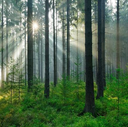 Skogen och trädet kan