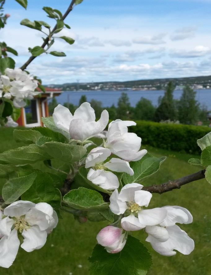 Sommarmatsedel Äldreomsorgen Rönnens