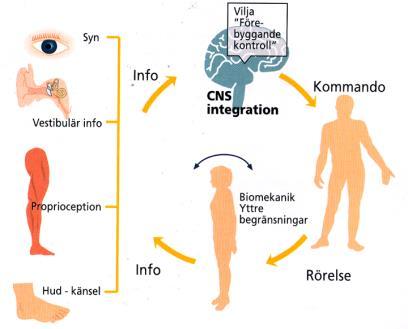 Postural kontroll Omfattar nervsystemets förmåga till reglering av kroppens orientering och