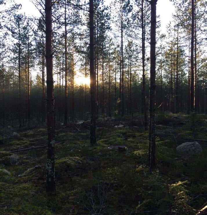 SKOGSMÄSTARPROGRAMMET Examensarbete 2017:03 Kassaflödesanalys för den nyblivna