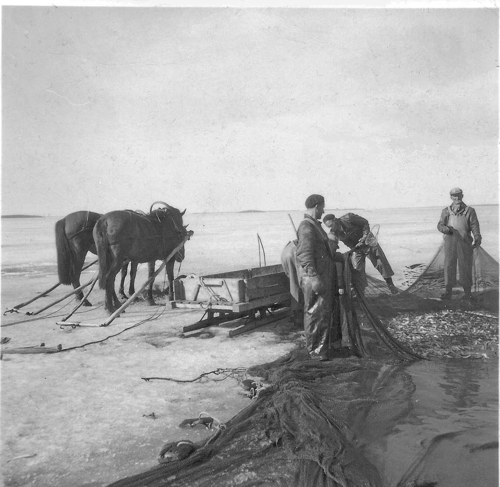 Vinternoten i Kvarkens båtmuseum Vinternoten inköptes av Joel Widner (1900 1974), Monå, den 5 mars 1958 i Västanfjärd för 8000 mk. Stångkrok och -klyka ingick i köpet.