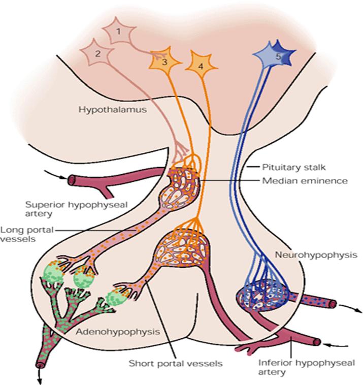 Endokrina systemet Hypotalamus reglerar det endokrina systemet: Direkt genom att utsöndra neuroendokrina produkter (oxytocin, vasopressin) i den allmänna cirkulationen från den bakre