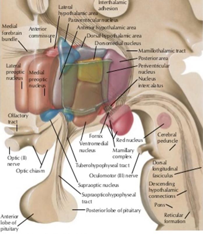 Hypothalamus Stimulerande Corticotropin releasing hormone (CRH) Thyrotropin releasing hormone (TRH) Growth hormone releasing hormone (GHRH) Gonadotropin