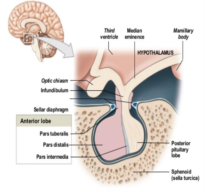 Hypofys Framloben (adenohypofys) Adrenokortikotropt hormon (ACTH) Tyreoideastimulerande hormon (TSH) Growth hormone (GH)