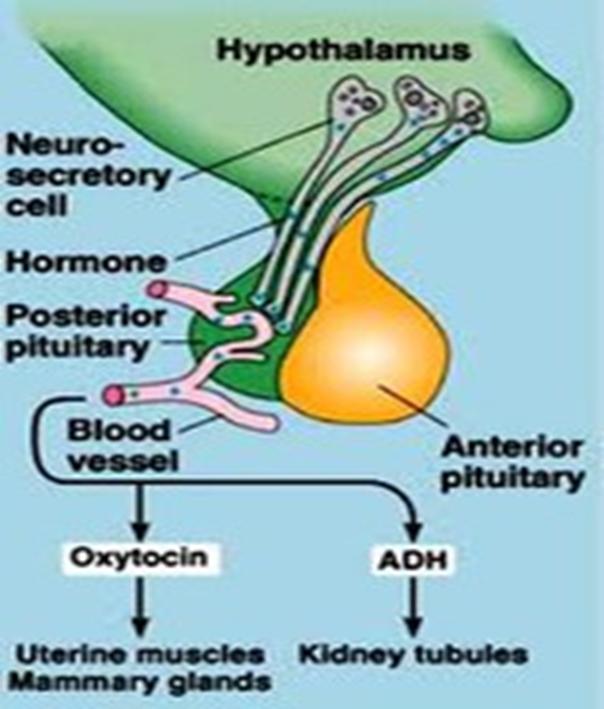 Neurohypofys ADH Vätskebalans Blodtryck