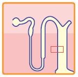 protein; camp = cyclic 3-5 - adenosinmonofosfat; PKA = proteinkinase A 1. Greenberg A, Verbalis JG.