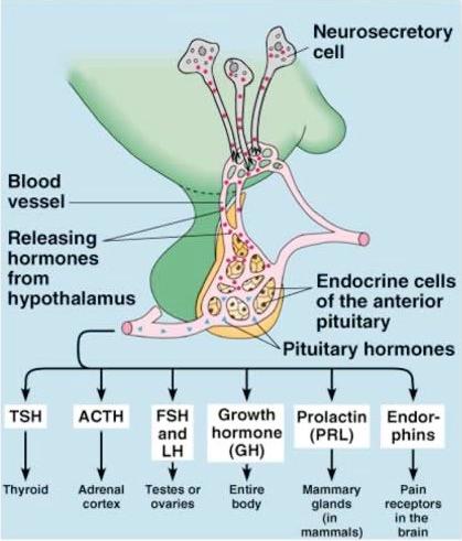 Adenohypofys Adrenokortikotropt hormon (ACTH) Tyreoideastimulerande hormon (TSH)