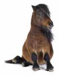 e Darius oll - : -- : --, Tot: -- Dejlia e Haj Palm M / - /, g - - Uppf: Håkansson Signe, Gävle Frning K / - /, g - - Äg: Karlsson Bodil & Frida, Laholm Karlsson-Poodle F Hd / -k / k, gdk - Blå, vita