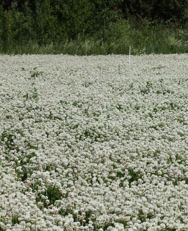 SLUTRAPPORT Dnr: 25-2770/ Inverkan av borgödsling