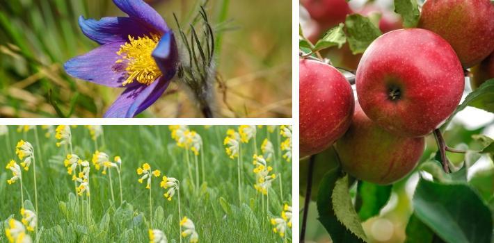 Backsippaor och gullvivor blommar på våren i Brösarps backar. På hösten lyser äpplena röda på grenarna i de stora äppelodlingarna. Sandhammaren (24.