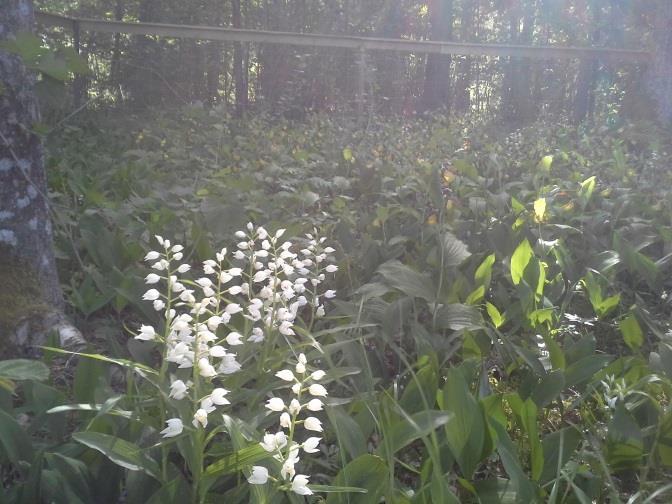 skogslilja, mm. (Natura 2000). Översyn av området. Slyröjning på hösten.