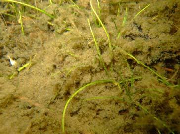 vegetation inklusive ett strandnära grundområde strax öster om bryggan med en utglesning och öppning av vassen med kortskottsvegetation. Vegetationens maximala djuputbredning per transekt i Grindsjön.