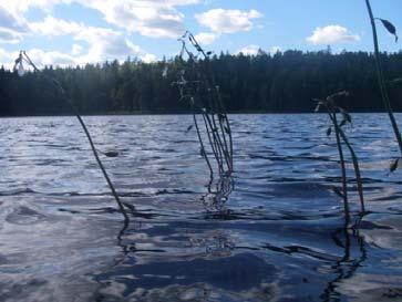 Stora delar av sjön saknar eller har gles vegetation, särskilt då man närmar sig tremetersnivån.