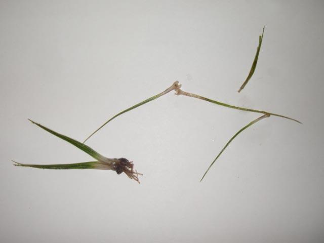 Malmsjön Malmsjön är en klar, sandig och måttligt näringsrik skogssjö med en typisk kortskottsvegetation som domineras av strandpryl och notblomster.