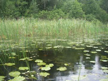 Lokalerna kartlades översiktligt med avseende på submers vegetation. Skären inventerades även 2004, se "Vattenväxter - En inventering av sjöar i Bergshamraåns avrinningsområde". (Thuresson, 2005).