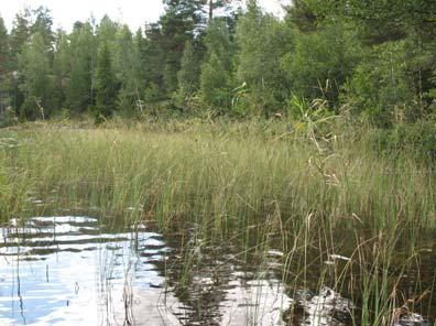 Vid tre meter upphör vegetationstäcket och endast enstaka glans-/mattslinke växer djupare. Sandsluttningen domineras av hårslinga som är mattbildande.