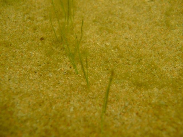 Nålsäv (Eleocharis acicularis) som växer i karakteristiska rader. Arten fanns i Bysjön. Beroende på det ringa siktdjupet saknas i stort sett undervattensväxter.