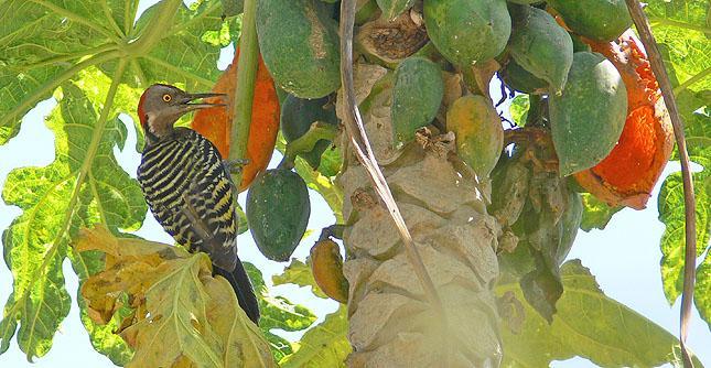 Dag 5: Morgonvandring längs stigen Rabo de Gato. Goda chanser att hitta White-fronted Quail- Dove. Efter lunch lastar vi in vårt baggage och kör ner mot Barahona.