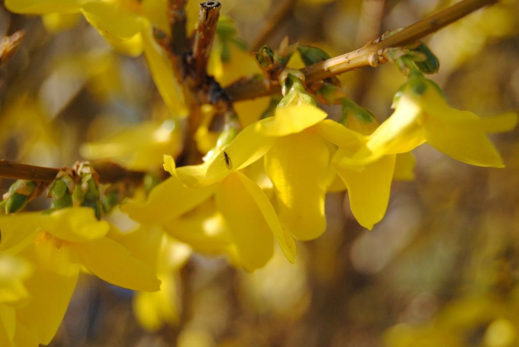 Insekter är naturligt glutenfria jag lovar Idag kryllar det av olika forum, bloggar, sociala medier och livsstilssidor på internet som har celiaki som huvudtema.