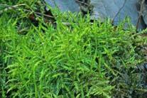 nl Kärrskedmossa, Calliergon cordifolium hittas i sumpskog, öppna kärr och vid sjöstränder. Den växer på marken och vill ha vått, vilket det också var på den lokal där den insamlades. Foto:http://www.