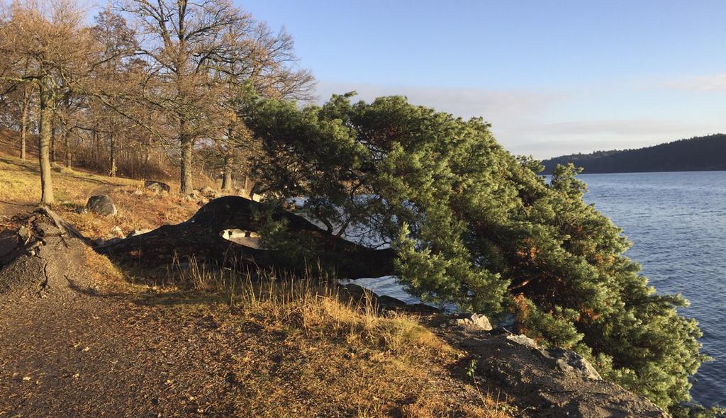 Nya Meddelanden från Högberga-Breviks villaägareförening. Våren 2017. Årgång 54. Nr 99 från starten.