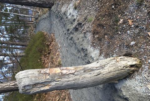 Förutom att den unika tallen är upprest och stöttad har den populära strandpromenaden utmed Högudden grusats under vintern, ända från