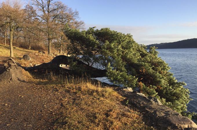 Tallen sommaren 2016. Och vintern 2016. Foto: Claes Lanefeldt. Räddningsaktion för en tall som kom på fall Den välbekanta Höguddstallen får en ny chans.