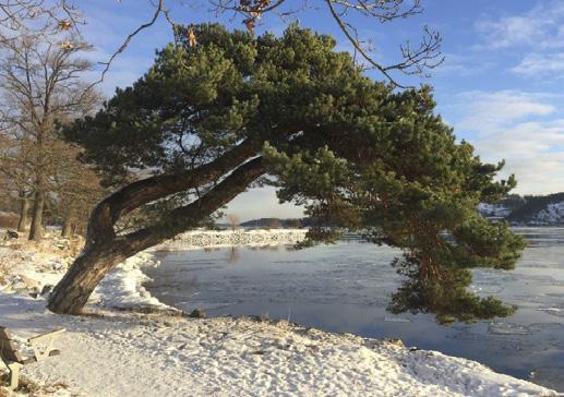 Efter tallens fall framförde många breviksbor till föreningen att tallen måste räddas. Staden gjorde en inspektion av trädet, men såg inte möjligheterna för en räddningsaktion.