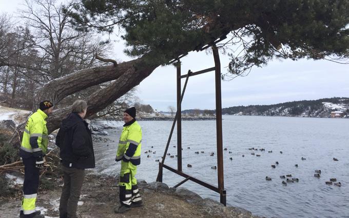 Trädets två grova stammar vilar i specialbyggda vaggor på de kraftiga stålstolparna. Vaggorna är infordrade med trä och gummi för att minimera slitage.