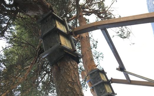 Jordmassorna är nu över vintern isolerade med stenull, presenningar och tallris för att inte tjäla. I vår och sommar ska tallen vattnas ordentligt.