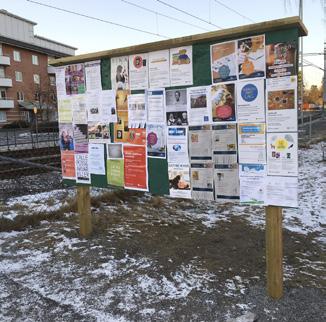 Björkdungen (Olympiadlunden) vid Västra Allén och Löparstigen konstaterar man har nått sin maximala ålder.