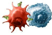 cytotoxic T cell Activated cytotoxic T cell Tumor cell The body
