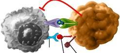 cytotoxic T cell PD-L1 PD-L2 Tumor cell