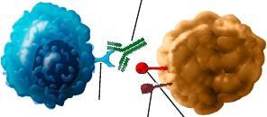 Inactivated cytotoxic T cell PD-L2 Tumör cell