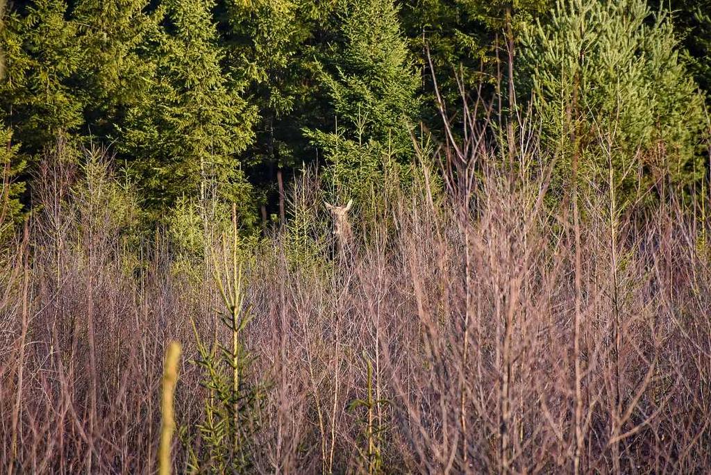 I nordöstra Skåne, mellan Broby och Osby, utmed Helge å erbjuds upplåtelse av jakt på totalt 310 ha.