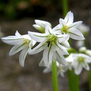 ALLIUM (Vanligtvis rådjurssäker!