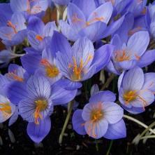 Blommar c:a 3 veckor tidigare än andra storblommiga