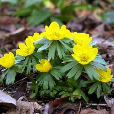 Lök storlek: 5-7cm Höjd: 5-15cm Övrigt: småblommig.