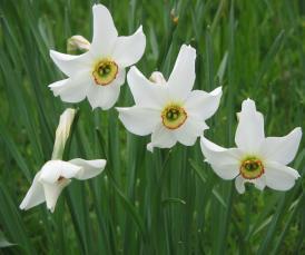 LEUCOJUM (Vanligtvis rådjurssäker!