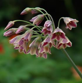 armeniacum Christmas Pearl MUSCARI Lök storlek: