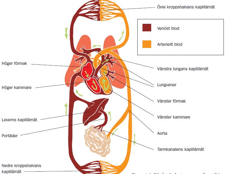 Kapitel 3 - De syretransporterande organen Sida 10 av 14 betydligt mörkare än det syresatta.