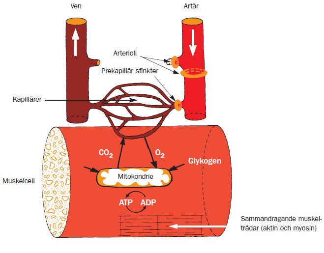 Kapitel 3 - De syretransporterande organen Sida 13 av 14 I mitokondrien förbränns glykogen (socker) och fett med hjälp av syre så att energi kan frigöras.