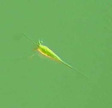 More detailed information on species composition and abundance The Skagerrak Å17 14 th of January 28 (open Skagerrak) The phytoplankton diversity was very low, i.e. both species and cell numbers were low.