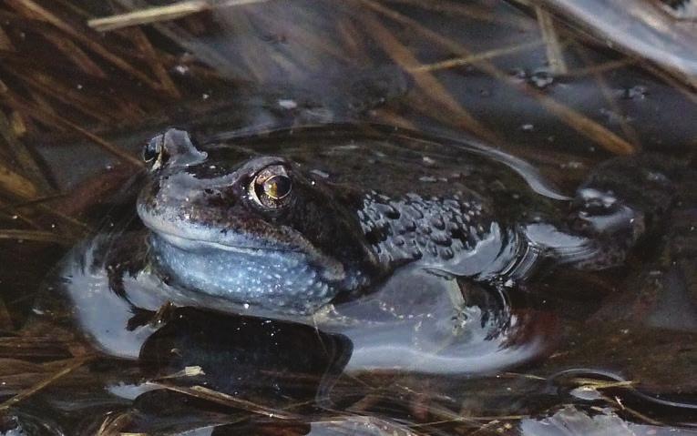 SÅ HÄR ANVÄNDS OMRÅDET IDAG Så här används området idag I dagsläget används området främst för skogsbruk och stadsnära rekreation.