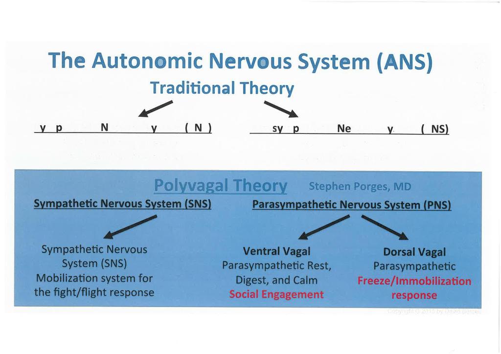 Polyvagala teorin Sympatiska nervsystemet Fight/ flight Parasympatiska